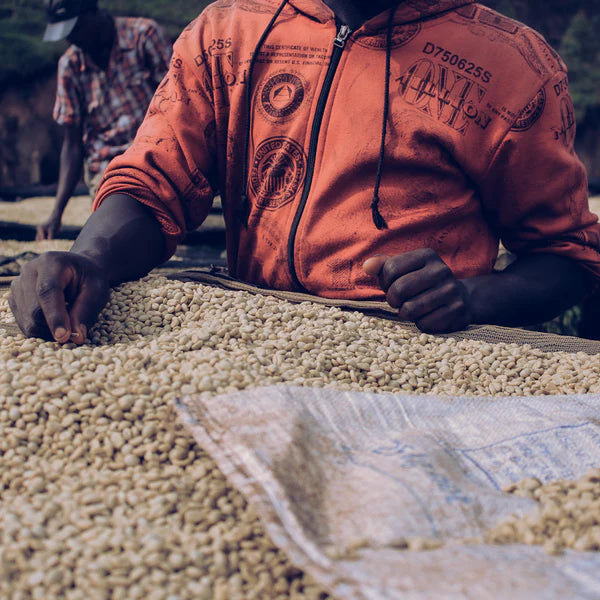 Medium Roast||Burundi Kayanza||Notes: hibiscus and melon, mild acidity medium bodied||12oz