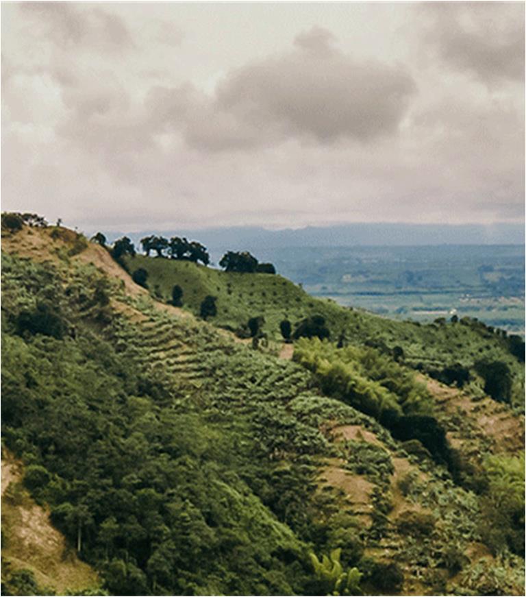 Medium Roast||Colombia Huila Santuario Macizo Selection||Notes: chocolate, mild fruit, sweet florals, mild orange acidity||12oz