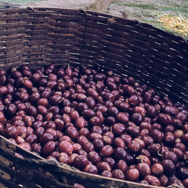 Medium Roast||Ethiopia Guji||Notes: blueberry, strawberry, pomegranate and jasmine||12oz