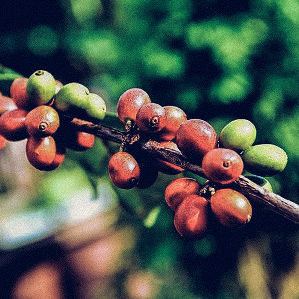 Medium Roast||Uganda Mt. Elgon||Notes: Sweet fragrance, sweetened black tea, lime acidity, medium/heavy body||12oz