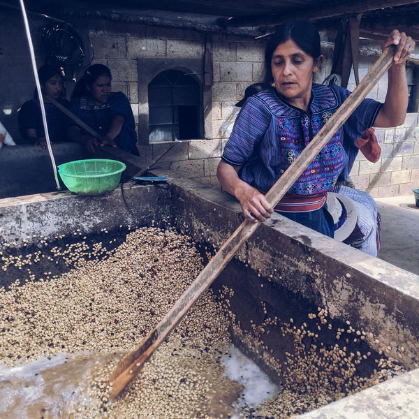 Medium Roast||Guatemala Huehuetenango||Notes: caramel and red apple with a sweet aftertaste of honey and hazelnut,mild citrus acidity, medium-heavy body||12oz